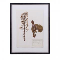 Original Mid 20th Century Herbaria - 2096118