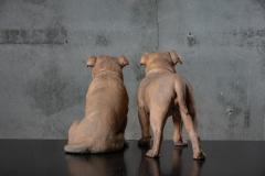 PAIR OF TERRACOTTA BULLDOGS - 1018430