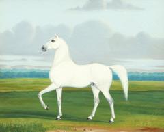 PORTRAIT OF A WHITE HORSE - 2978031