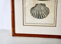 Pair 18th Century Niccolo Gualtieri Schell Engravings - 2197297