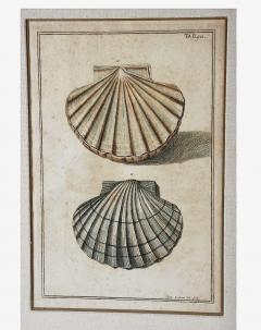 Pair 18th Century Niccolo Gualtieri Schell Engravings - 2197300