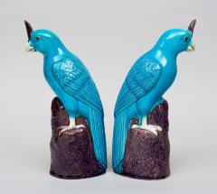 Pair Chinese Turquoise Cockatoos - 116569