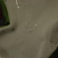 Pair Fives Lille Majolica Butterfly Wall Pockets - 4485164