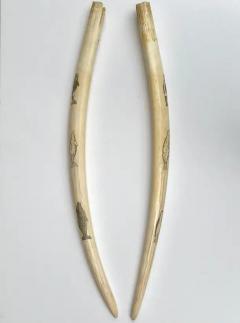 Pair Inuit Seal and Whale Scrimshaw Walrus Ivory Tusks - 3605511