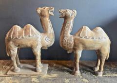 Pair Large Antique Chinese Tang Style Carved Camels - 1439297