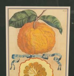 Pair Of Hand Colored Engravings Of Citrus By Giovanni Baptista Ferrari - 4139887