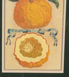 Pair Of Hand Colored Engravings Of Citrus By Giovanni Baptista Ferrari - 4139893