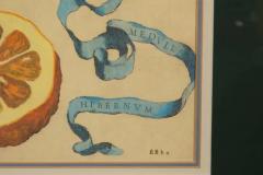 Pair Of Hand Colored Engravings Of Citrus By Giovanni Baptista Ferrari - 4139928