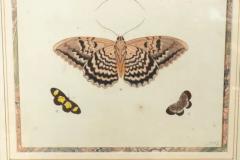 Pair Of Hand Colored Engravings Of Moths - 4144295