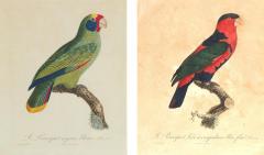 Pair Of Hand Colored Engravings Of Parrots - 4141445
