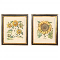 Pair Of Reproduction Basilius Besler Prints Of Sunflowers - 4145035