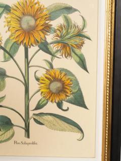 Pair Of Reproduction Basilius Besler Prints Of Sunflowers - 4145108