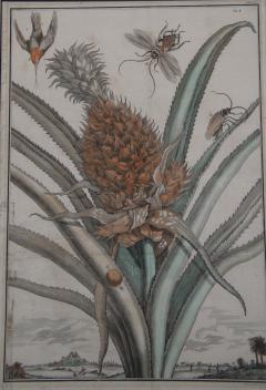 Pair of 17th Century Pineapple Engravings - 3056817