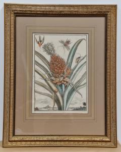 Pair of 17th Century Pineapple Engravings - 3056840