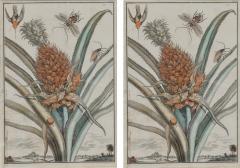 Pair of 17th Century Pineapple Engravings - 3056883