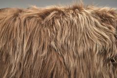 Pair of Art Deco Armchairs in Longhair Sheepskin Europe Early 20th Century - 4603813