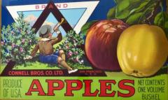 Pair of Authentic California Fruit Crate Labels Featuring Apples Circa 1940s - 3630933