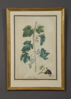 Pair of Botanical Watercolors by Ludwig Pfleger - 1305099