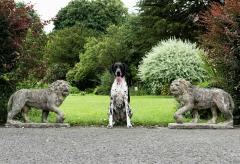 Pair of English Large Cast Stone Medici Lions - 1965011