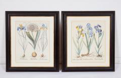 Pair of Framed Besler Iris Prints - 4591682