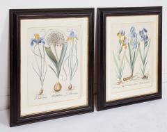 Pair of Framed Besler Iris Prints - 4591683