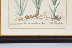 Pair of Framed Besler Iris Prints - 4591686
