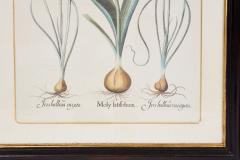 Pair of Framed Besler Iris Prints - 4591689