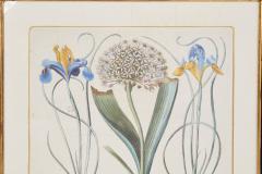 Pair of Framed Besler Iris Prints - 4591690