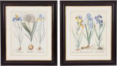 Pair of Framed Besler Iris Prints - 4591728
