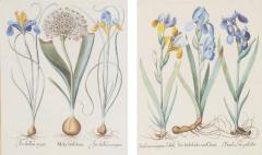 Pair of Framed Besler Iris Prints - 4591729