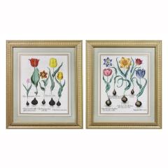 Pair of Framed Hand Colored Engravings of Tulips by Basilius Besler - 3915916