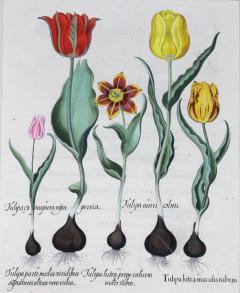Pair of Framed Hand Colored Engravings of Tulips by Basilius Besler - 3915917