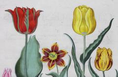 Pair of Framed Hand Colored Engravings of Tulips by Basilius Besler - 3915918