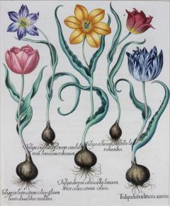 Pair of Framed Hand Colored Engravings of Tulips by Basilius Besler - 3915919