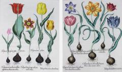 Pair of Framed Hand Colored Engravings of Tulips by Basilius Besler - 3917521