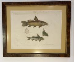 Pair of Framed Zoological Prints Fish of the Nile - 1956519