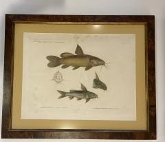 Pair of Framed Zoological Prints Fish of the Nile - 1956524