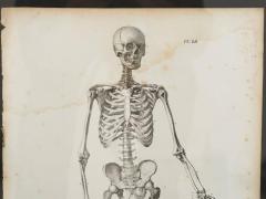 Pair of French anatomical engravings - 785108