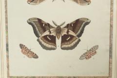 Pair of Hand Colored Engravings of Moths - 3996264