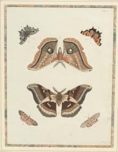 Pair of Hand Colored Engravings of Moths - 3996268