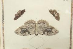 Pair of Hand Colored Engravings of Moths - 3996271