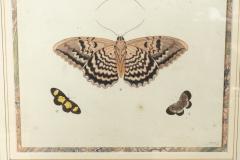 Pair of Hand Colored Engravings of Moths - 3996272