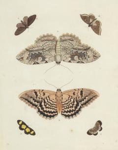 Pair of Hand Colored Engravings of Moths - 3996277