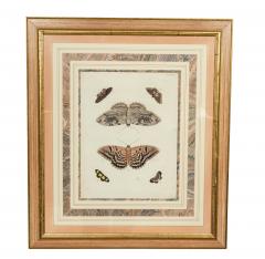 Pair of Hand Colored Engravings of Moths - 3996279