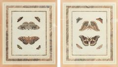 Pair of Hand Colored Engravings of Moths - 3998077