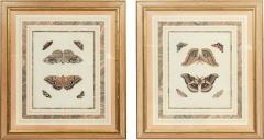 Pair of Hand Colored Engravings of Moths - 3998078