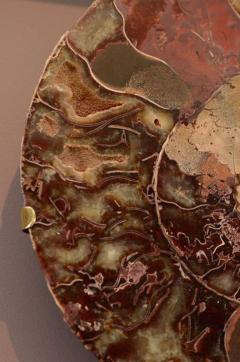 Pair of Important Ammonite and Brass Wall Lights Sconces - 4627827
