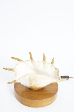 Pair of Shell Lamps - 3973468