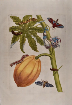 Papaya and Moth Metamorphosis 18th C Hand colored Engraving by Maria Merian - 2936342