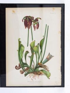 Parrot Headed Pitcher Plant Botanical Print on Paper USA Early 20th C  - 3621755